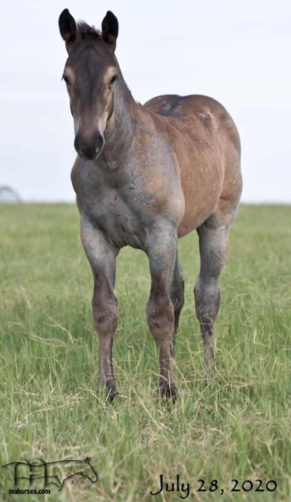 Miss Dunamita's 2020 Roan Colt